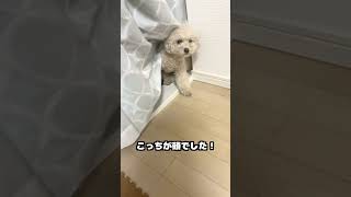 どっちが頭でどっちがおしり？ #dog #犬のいる生活 #トイプー #shorts
