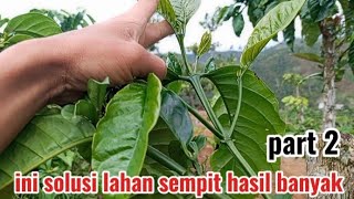 review of narrow land can produce lots of coffee beans part2