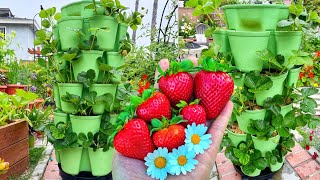 Growing Strawberry in GreenStalk Vertical Garden