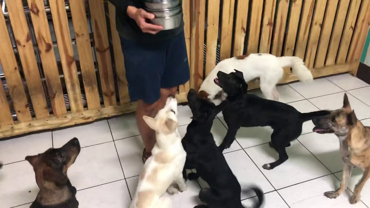 Archie’s Food aggression test with dog YouTube