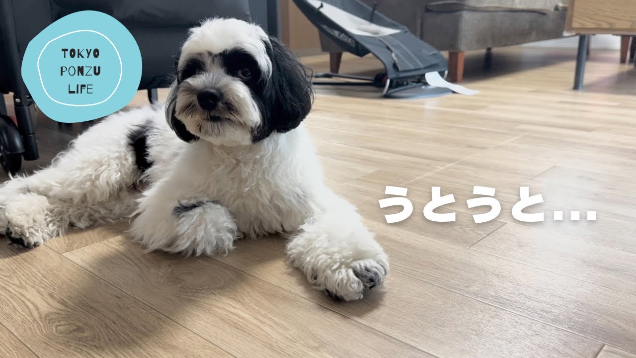 コッカプー犬ぽんずの1日。ドッグランに行って帰ってきてへそ天で寝ました。