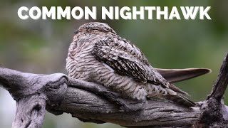Common Nighthawk | Tiny Bill, Cavernous Mouth