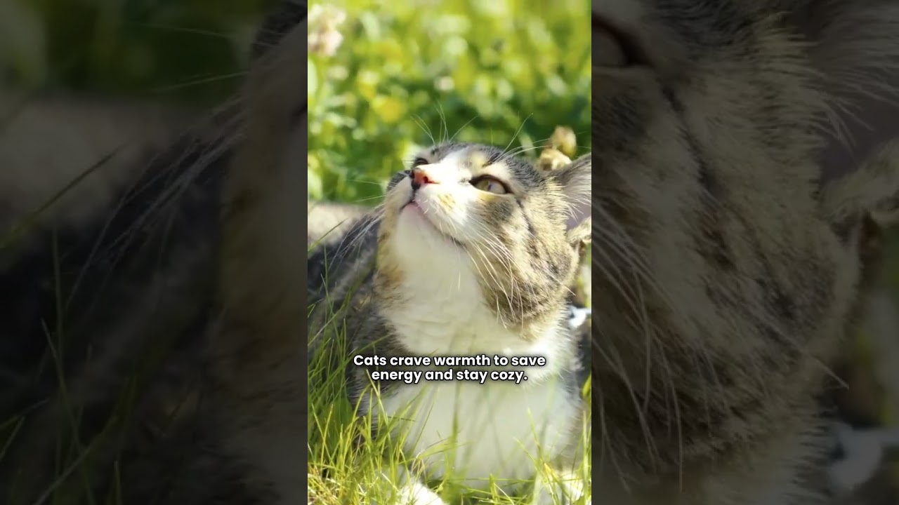 Why Cats Love Sunlight and Sleeping by the Window