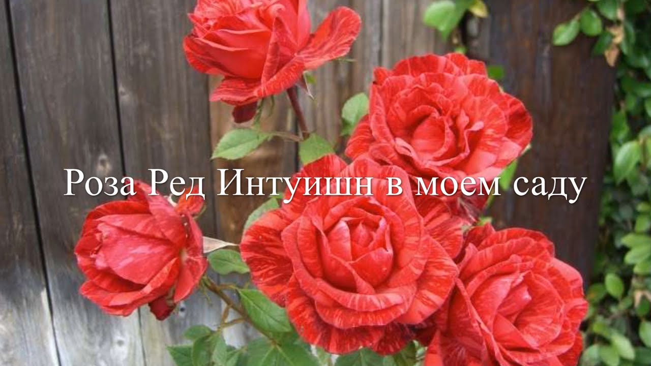 Фруктовые и пряные нотки