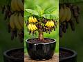 Nobody Told You This! Grow Banana Tree from Cloves in a Slice 🍌😱 | 100% Working Secret #shorts