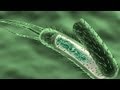 Bacterial Transformation - YouTube