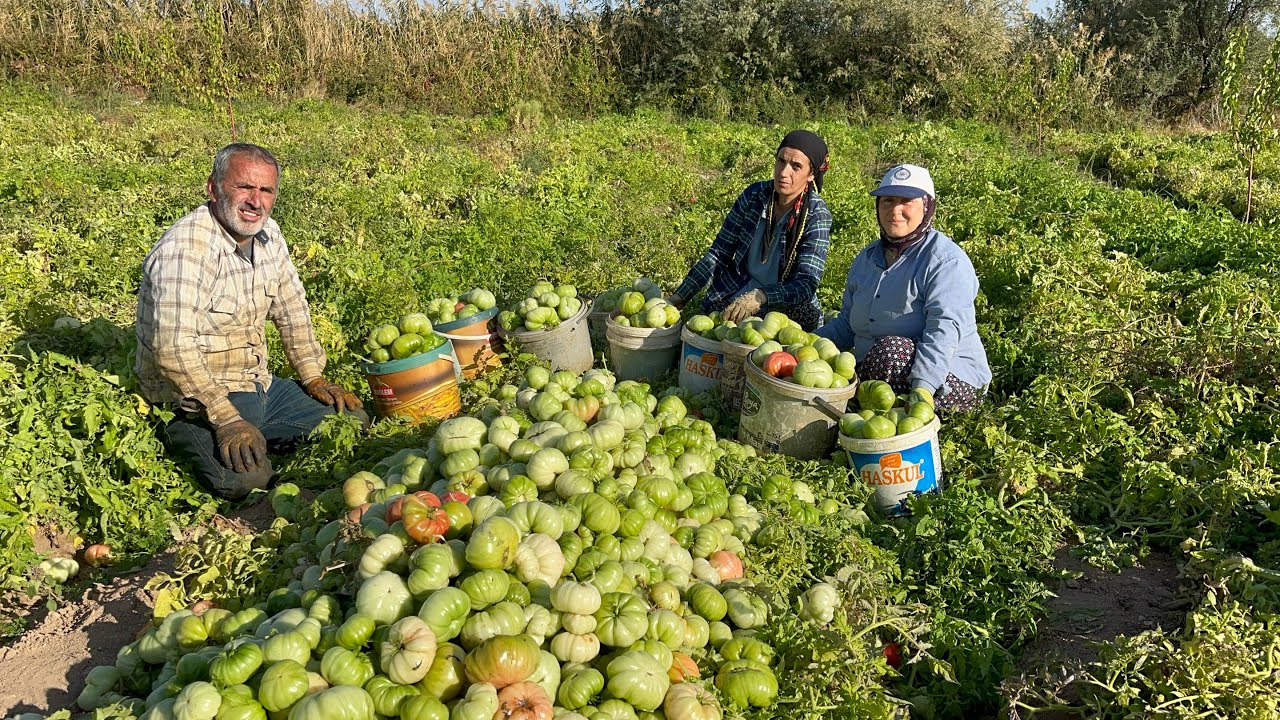 Ata Tohumu Domateslerimizde Yok Böyle Bir Verim❗️|Sezonun Son Günü