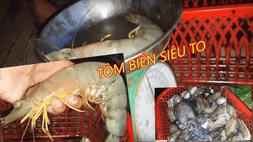 Tôm biển tự nhiên Siêu to tại biển Cà Mau