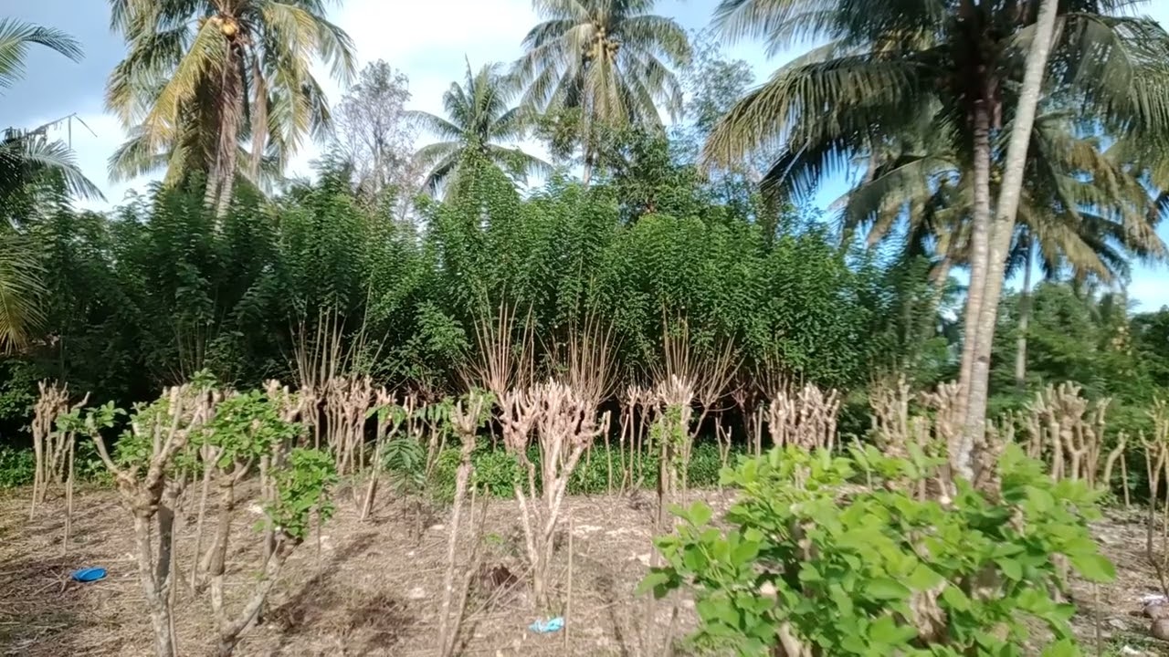 Penampakan bank pakan hijauan - Gliricidia Sepium (gamal)