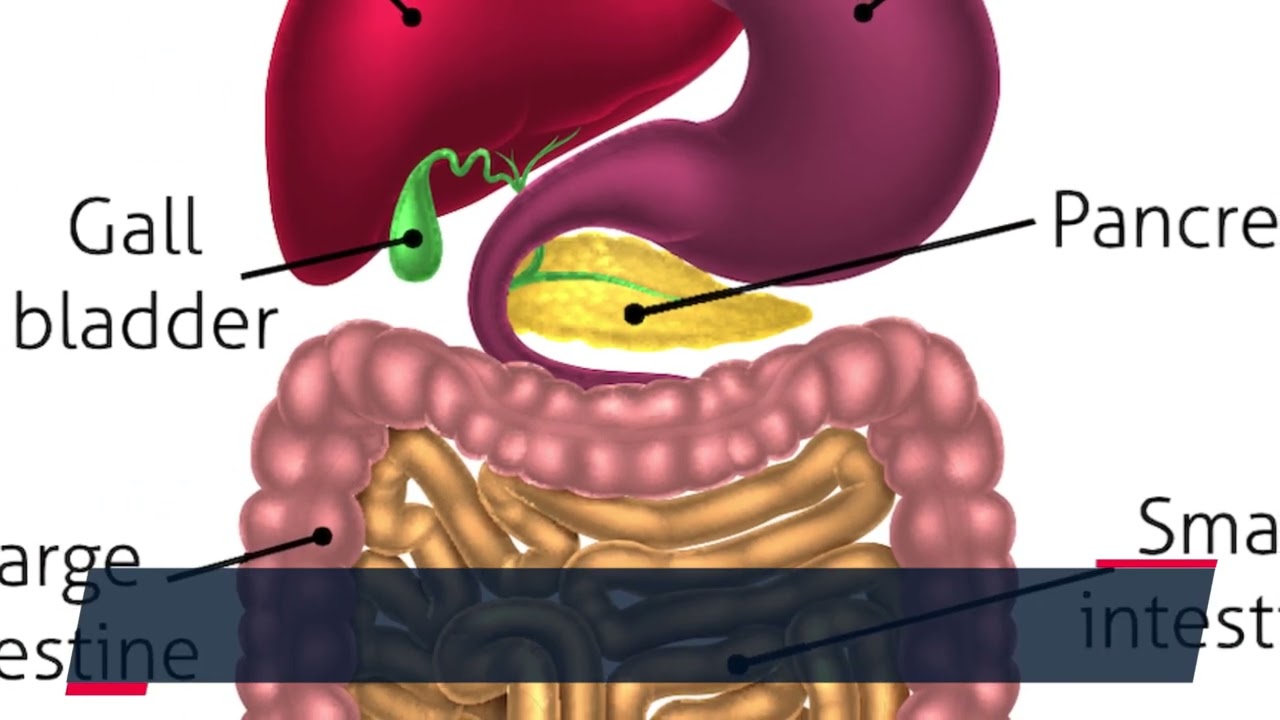 Increase Immunity & Wellbeing with Synogut: A Revolutionary Health Solution