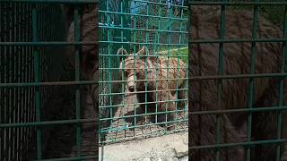 الدب في حديقة أكو فيس في جبل فلاشيتش #البوسنة #السياحة #سياحة #الطبيعة #حديقة #الدب #حيوانات