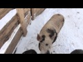 Вьетнамские свиньи зимой / Vietnamese pig in the winter, -35 Celsius degree