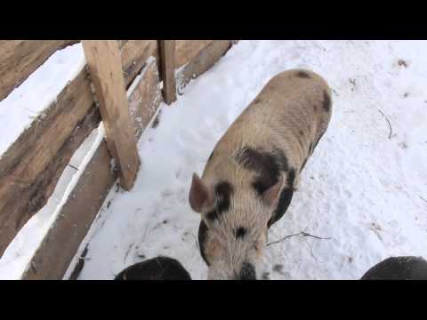 Вьетнамские свиньи зимой / Vietnamese pig in the winter, -35 Celsius degree