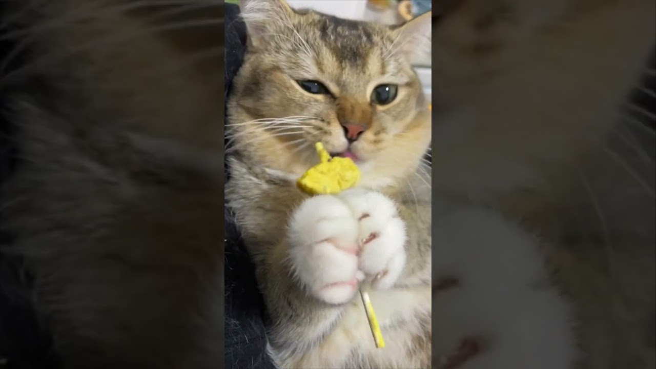 Purring babies | amazing animals 