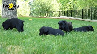 Standard Schnauzer Puppies