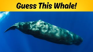 Can You Identify The LOUDEST Animals From Just One Hint?