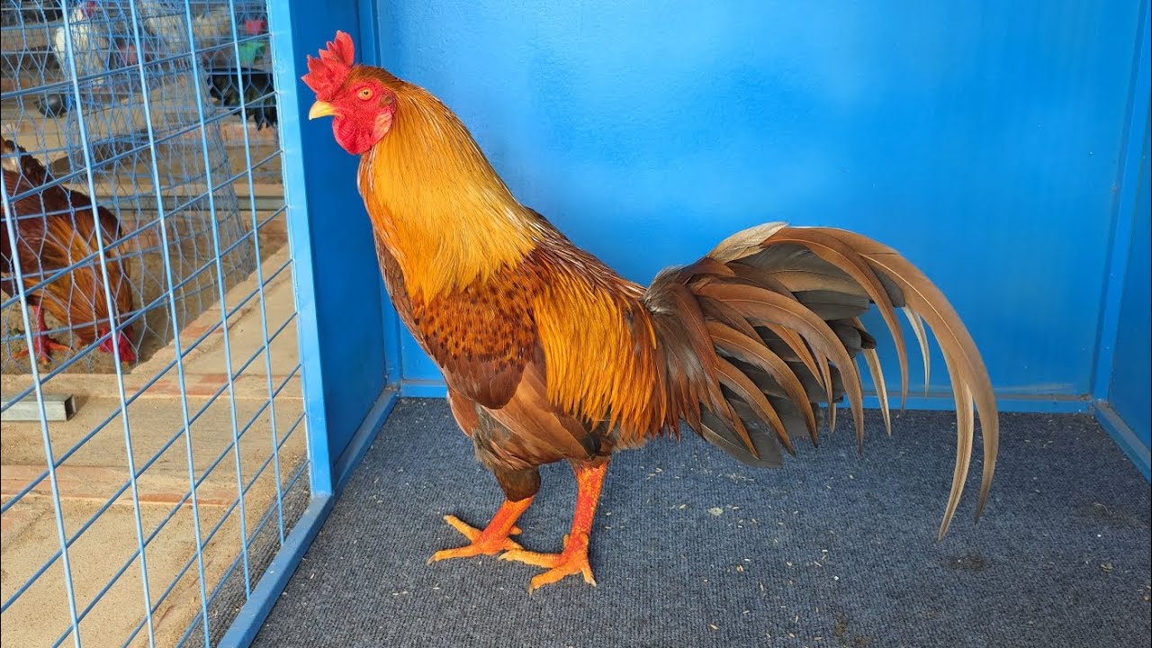 Cập trống Asil mỹ VIIP