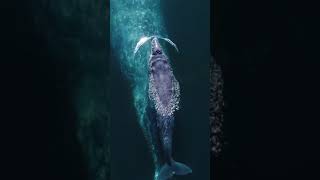 Newborn whale with its mom