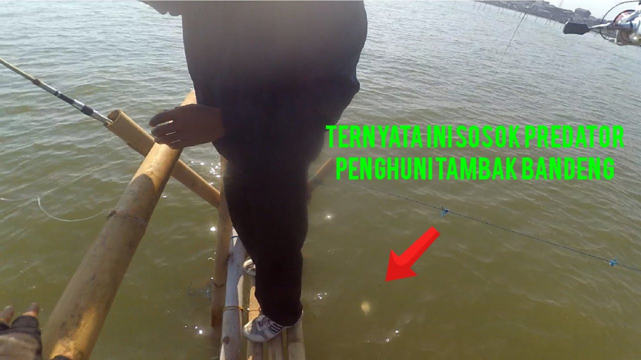 DI SERANG KOLONI IKAN DERIK DI SPOT MANCING SEMARANG TAMBAK BANDENG PAKDE BAGONG #19