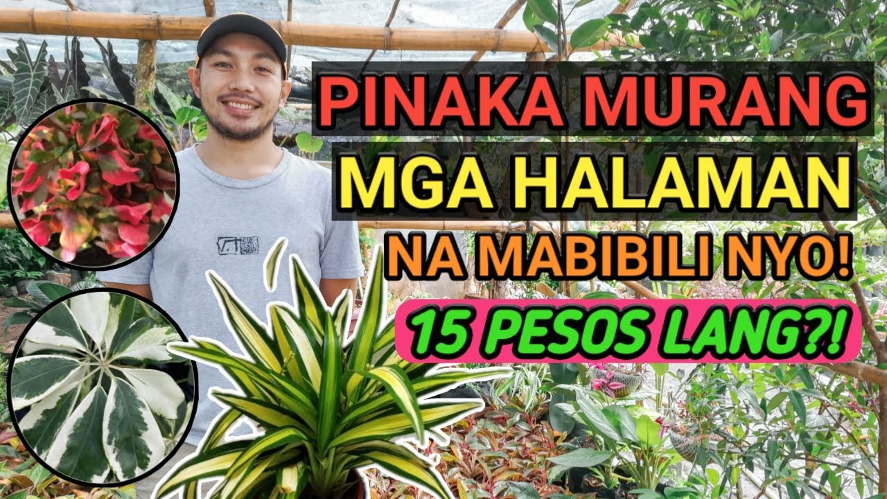 PINAKA MURANG HALAMAN NA PWEDE NYO MABILI SA SILANG, CAVITE