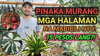 Pinaka Murang Halaman Na Pwede Nyo Mabili Sa Silang Cavite