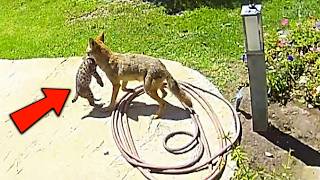 Family Saves Bobcat Kitten From Coyote’s Jaws — Thanks to Grandpa’s Old Habit