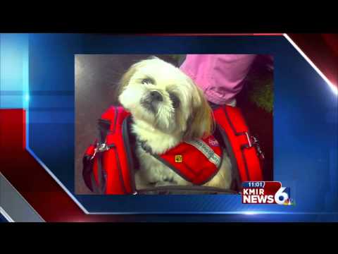 Missing Service Dog