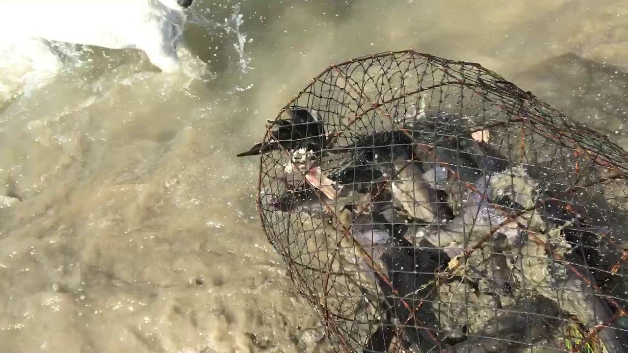 Catfishing with hoop nets YouTube
