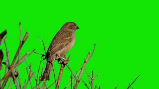 Bird Green Screen - Sparrow on a bush