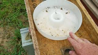 Hive beetle problem gone see how we fixed it