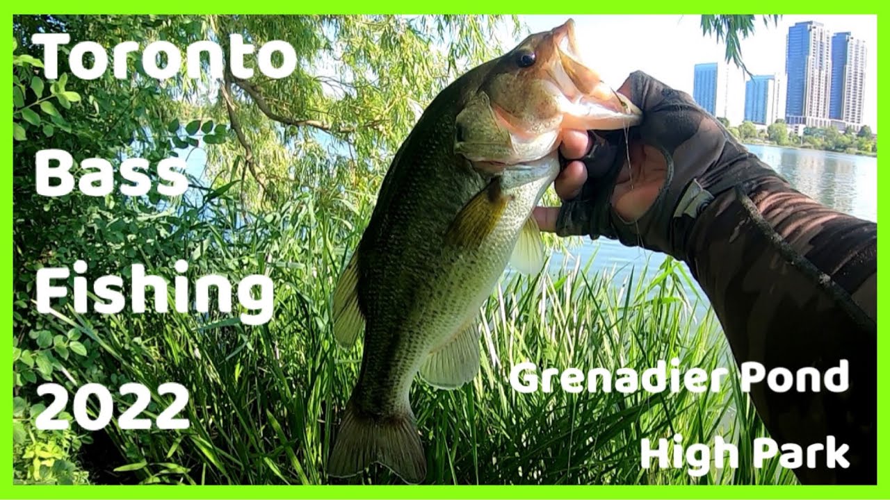 Fishing for Pressured Toronto Bass - High Park, Grenadier Pond