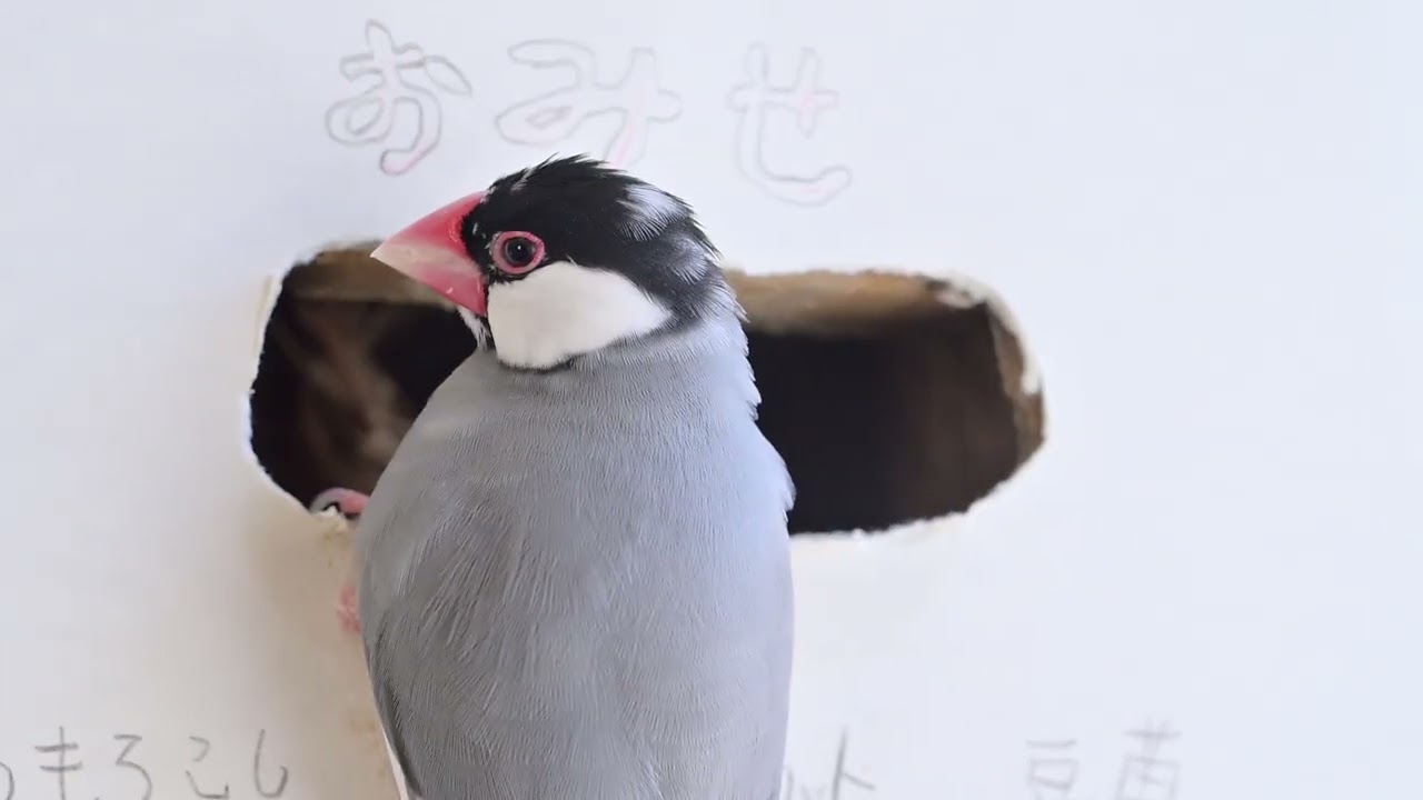 文鳥の秘密 - YouTube