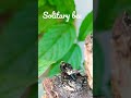 Solitary bee take off - Slow motion - #Shorts