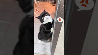 Why Your Cat Never Bites When Angry 😾💢⁉️ #shorts