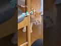 【威嚇・警戒】慣れない唸り声でえずく猫❗️#かわいい猫 #茶トラ #ねこ #威嚇