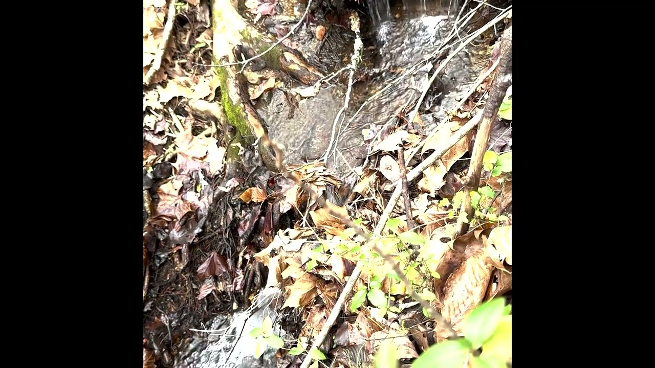 Bubbling brook with guided imagery
