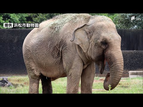 半世紀愛されたアジアゾウの「ハマコ」天国へ　9月17日から園内に献花台ー浜松市動物園