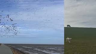 Stufhusen zu einer Ruine hinter dem Deich