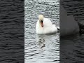 "A black swan remains on the nest as a mute swan and cygnet preen nearby 🦢🐣🪺🌊"
