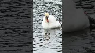 "A black swan remains on the nest as a mute swan and cygnet preen nearby 🦢🐣🪺🌊"