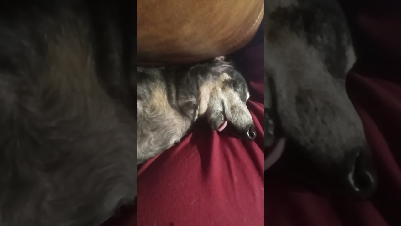 audio book audition #1 Bruce Murdock. (starring Evan the sleeping Weiner dog)