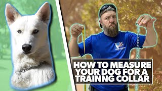 How to Measure Your Dog for a Choke Chain Training Collar