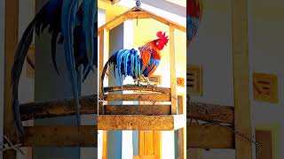 Download Lagu sound the red junglefowl gallus gallus MP3