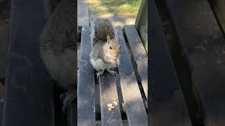 “The scared #squirrel 🐿️ did a #funny 🤣🤣,zig-zag walk on the Bench😍