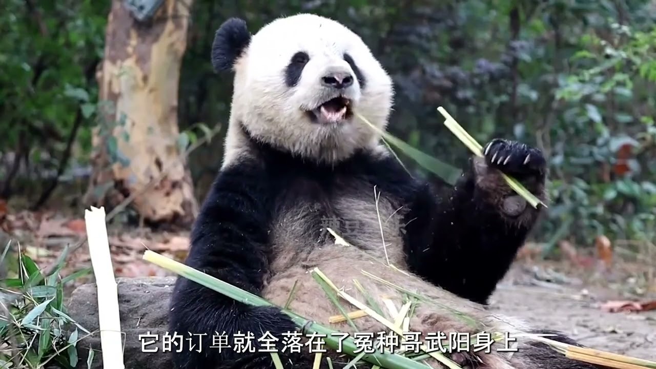 Panda mother pushing her own daughter into the ditch is unreliable