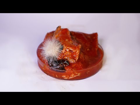 Smelly Fish in Tomato Sauce Timelapse