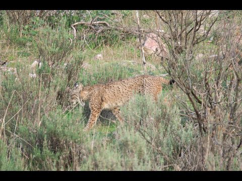 Lynx watching in the Sierra Morena, Andujar,  Andalucia, Spain.