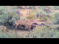 Coyotes feed on bison carcass in Yellowstone