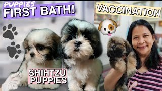 SHIH TZU PUPPY VACCINE (5in1) + FIRST LIGO NG MGA PUPPIES | VLOG 97 | TATHESS TV