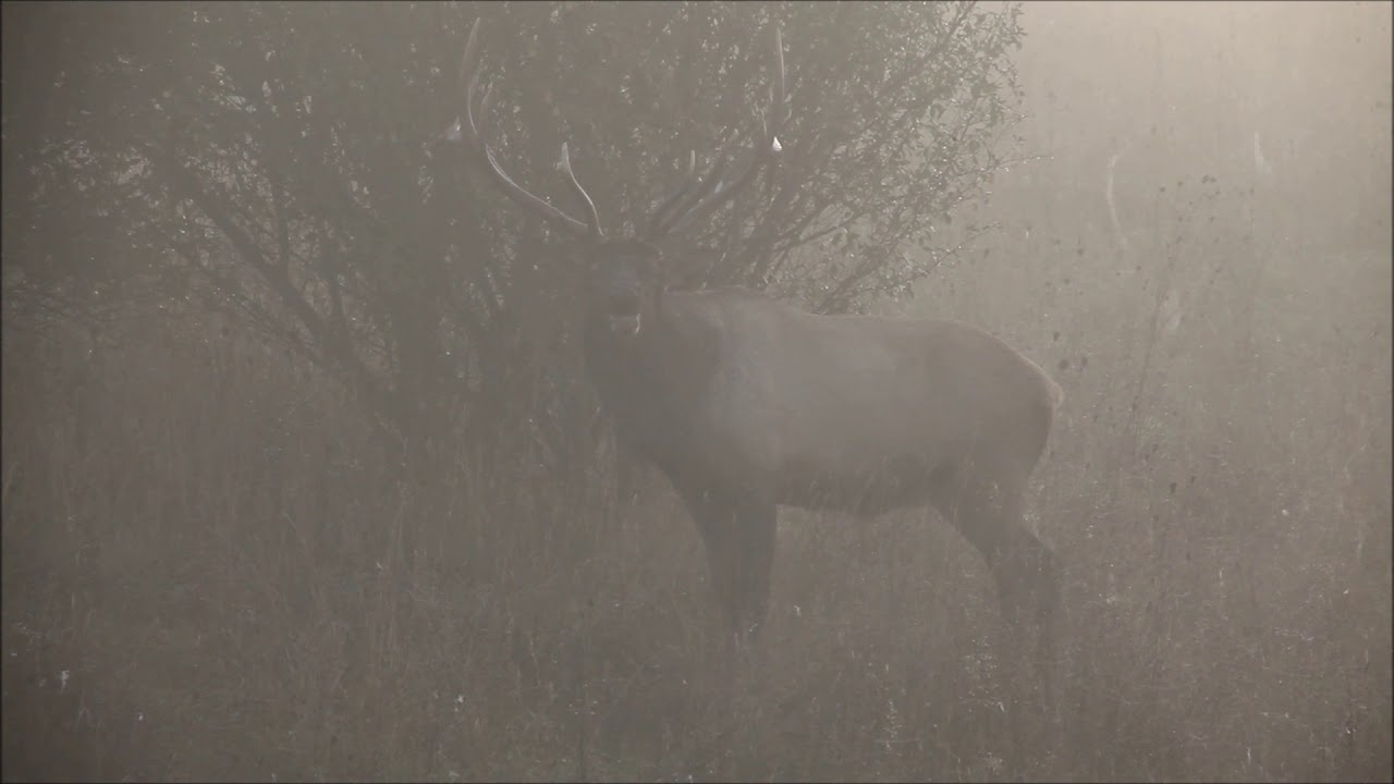 Bull Elk Bugle In Heavy Fog YouTube